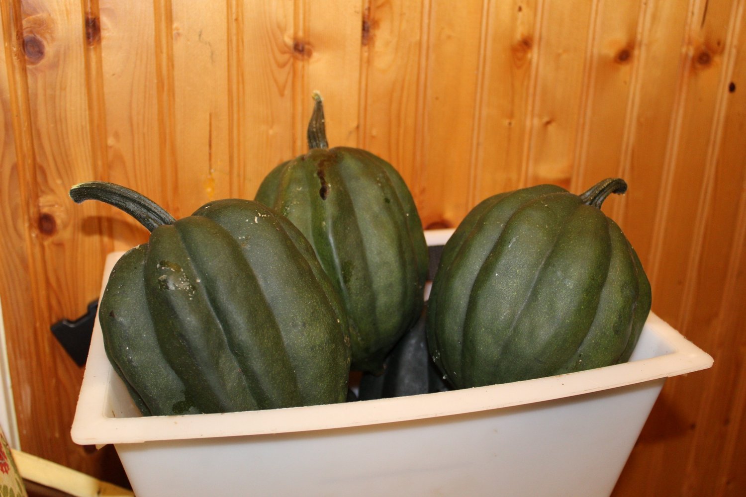 Acorn squash freshly picked from the garden.